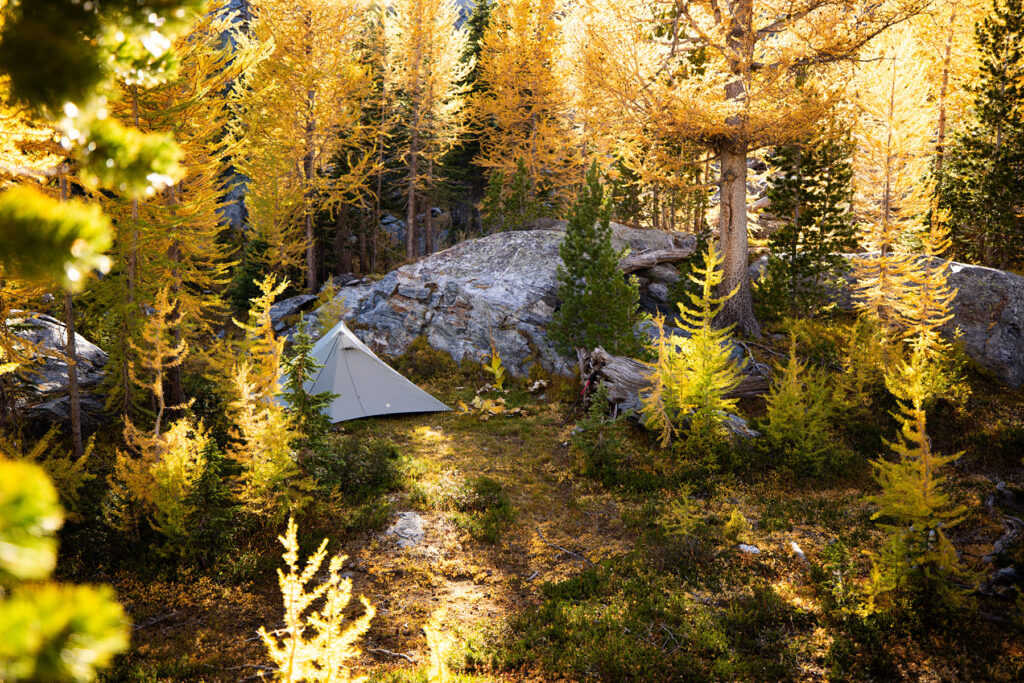Tent surrounded by golden larch trees in the Montana mountains in autumn