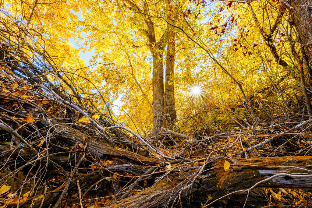 Looking up through golden cottonwood leaves in Montana in autumn