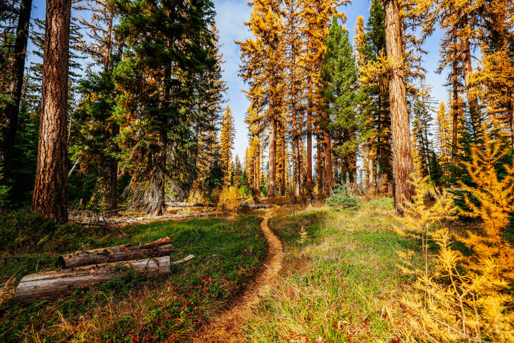Trail winding through golden larch trees in Montana in autumn