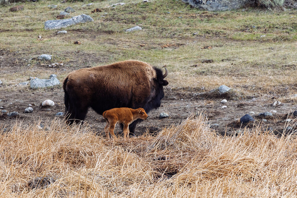 A newborn bison calf, known as a red dog, standing beside its mother in Yellowstone’s northern range.