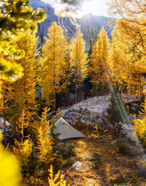 Backpacking tent surrounded by golden larch trees in the mountains of Montana