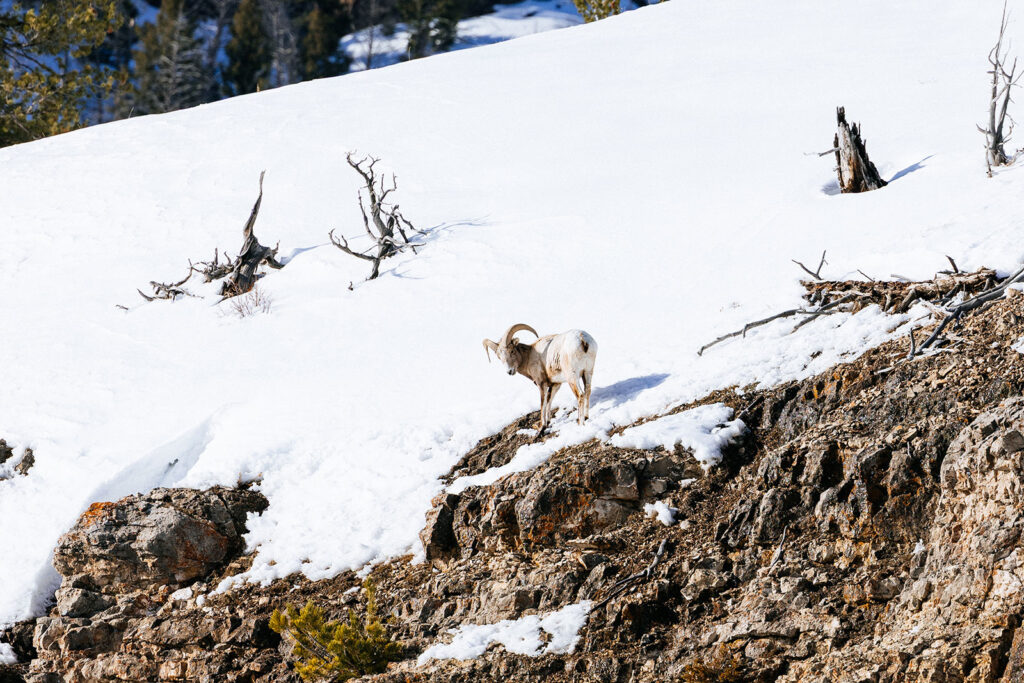 Bighorn sheep foraging the exposed clifftops