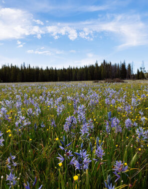 Purple camas and yellow wildflowers blooming across a mountain meadow in Montana