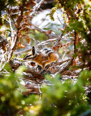 Chipmunk perched within trees in Montana