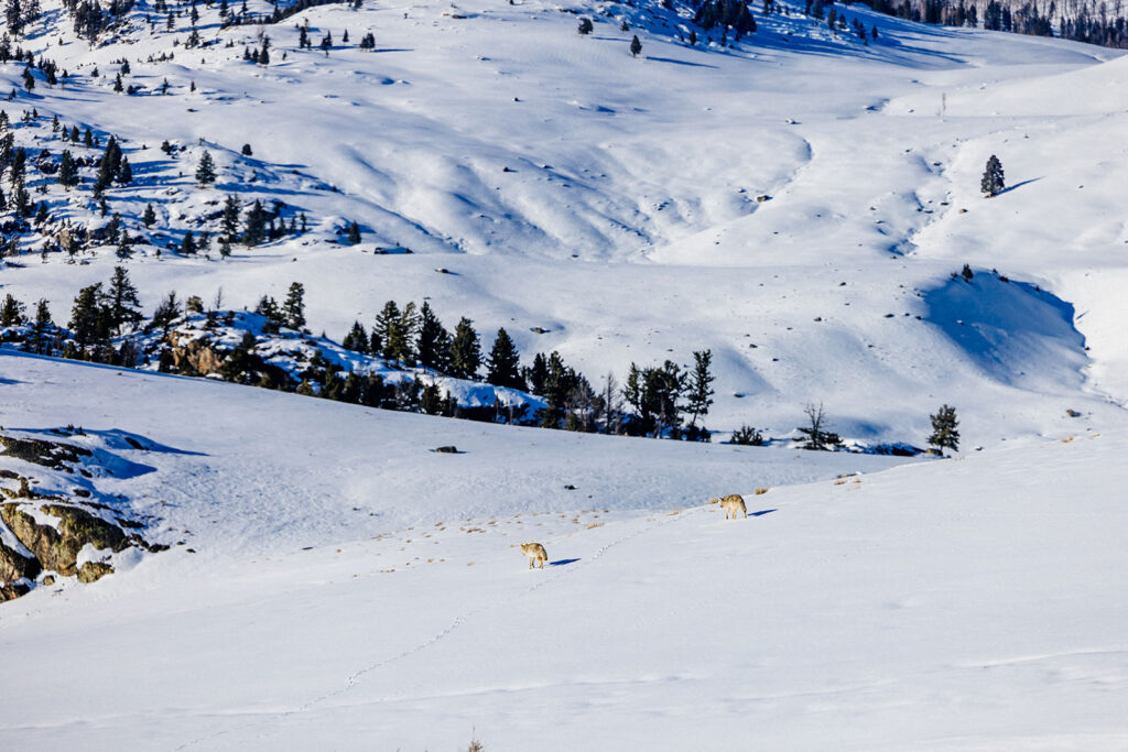 Coyotes traveling along the open hillsides along the north road