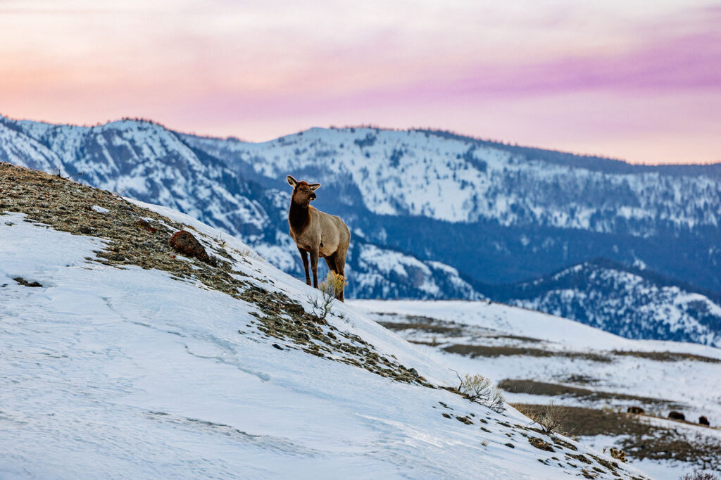 Elk posing on a hill with soft pink skies and snowy mountains in the backdrop