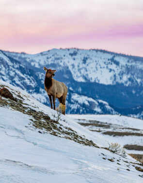 Elk posing on a hill with soft pink skies and snowy mountains in the backdrop