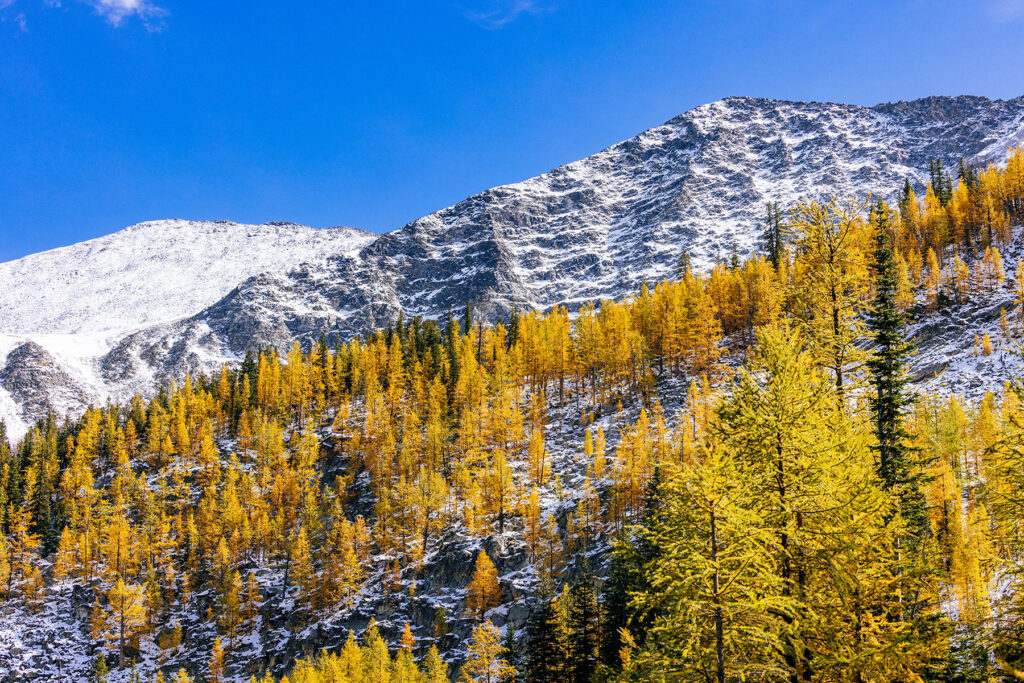 Golden larch trees below a snow-covered mountain in Montana in autumn