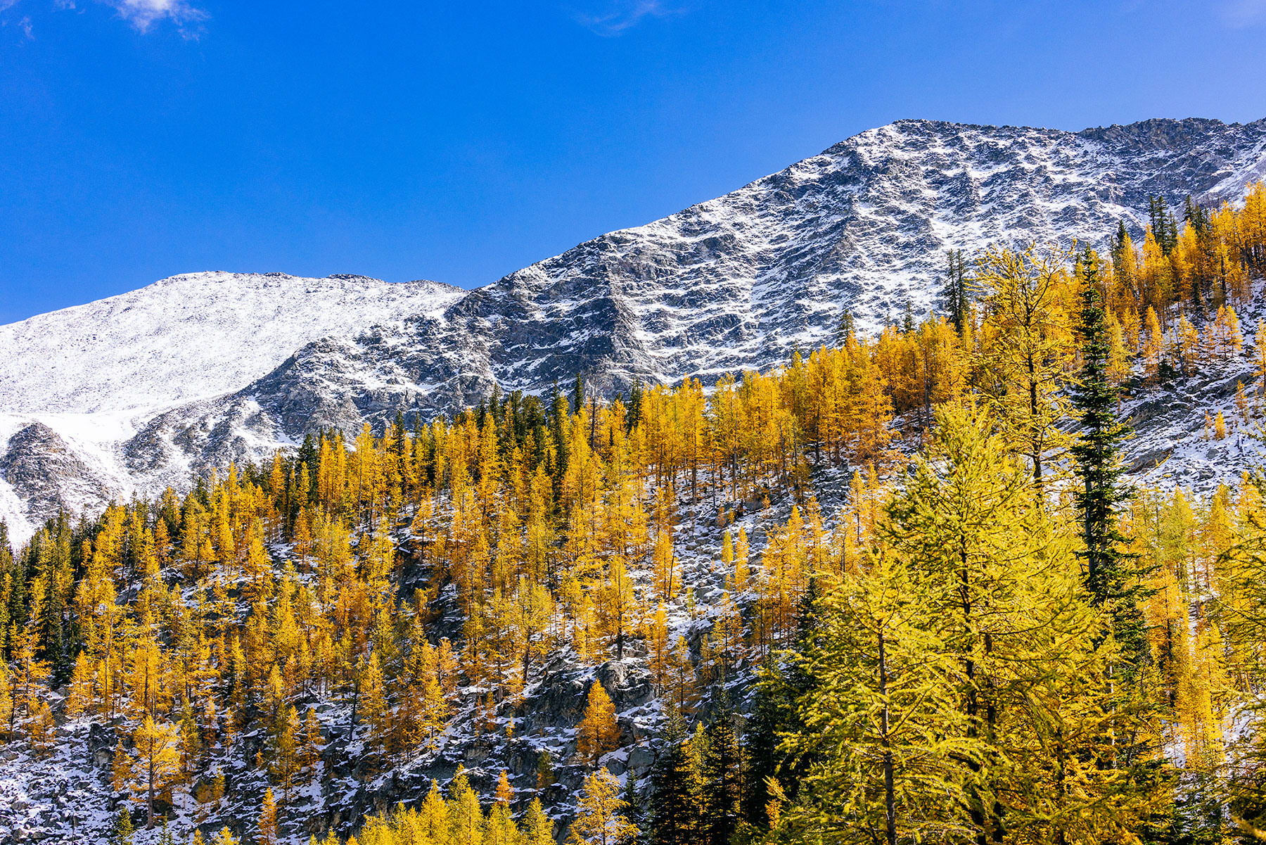 Golden larch trees below a snow-covered mountain in Montana in autumn