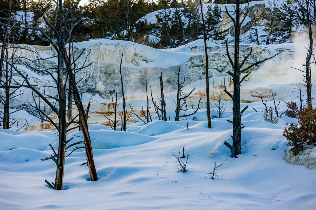 Mammoth Hot Spring terraces in the evening light with bunny tracks in the snow