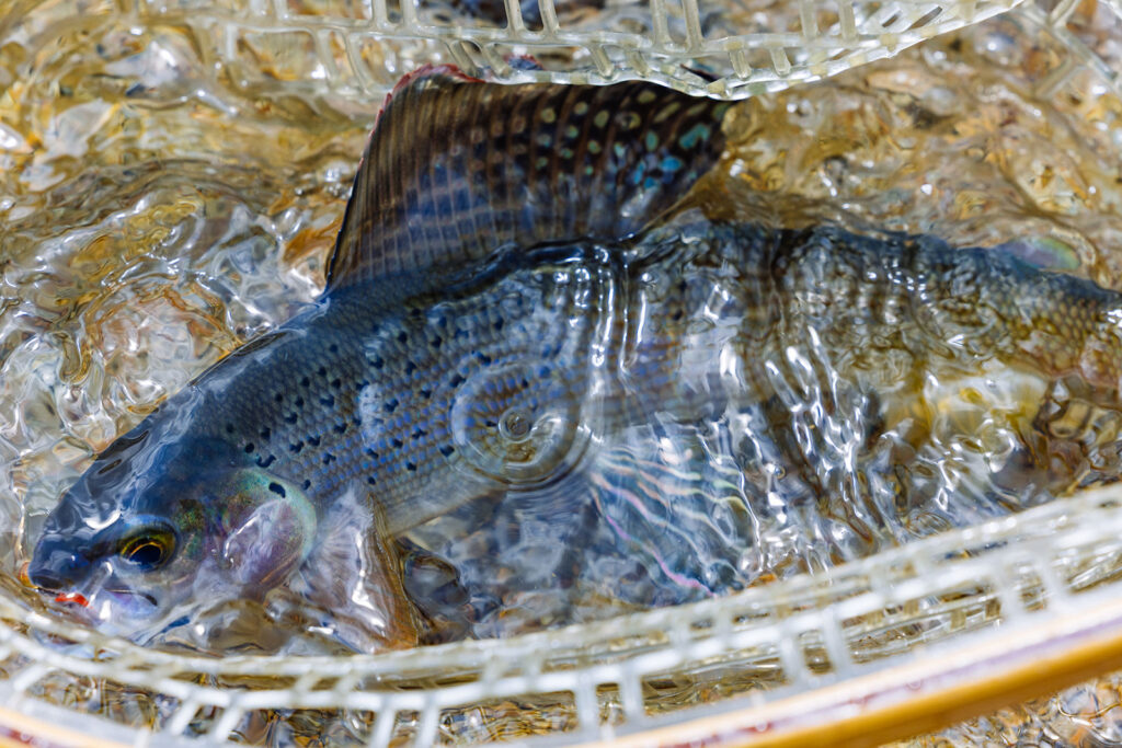 Native Arctic grayling are one of the Pioneer Mountains' unique alpine residents