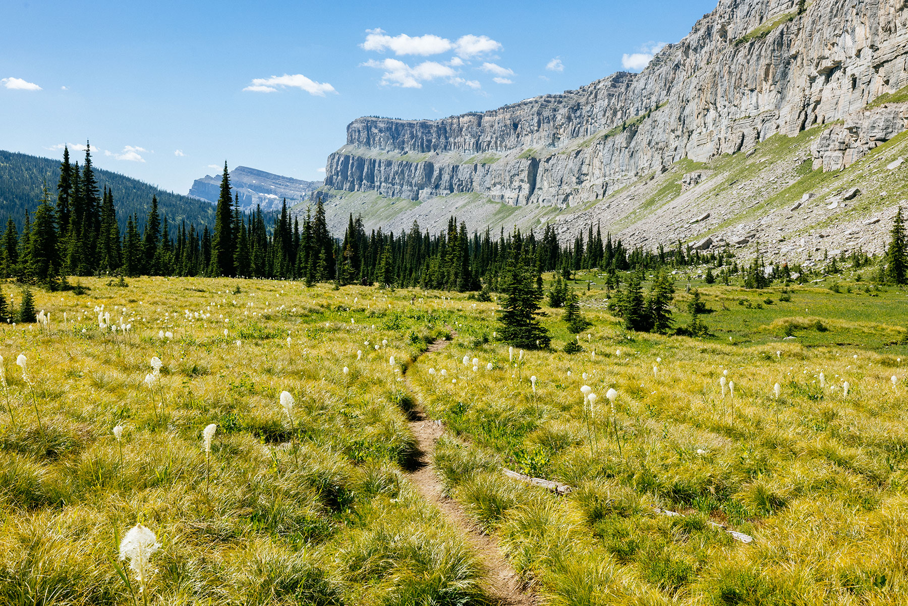 Backpacking trail through beargrass meadow below the Chinese Wall in Montana's Bob Marshall Wilderness.
