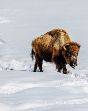 A group of bison traveling along paths in the snow