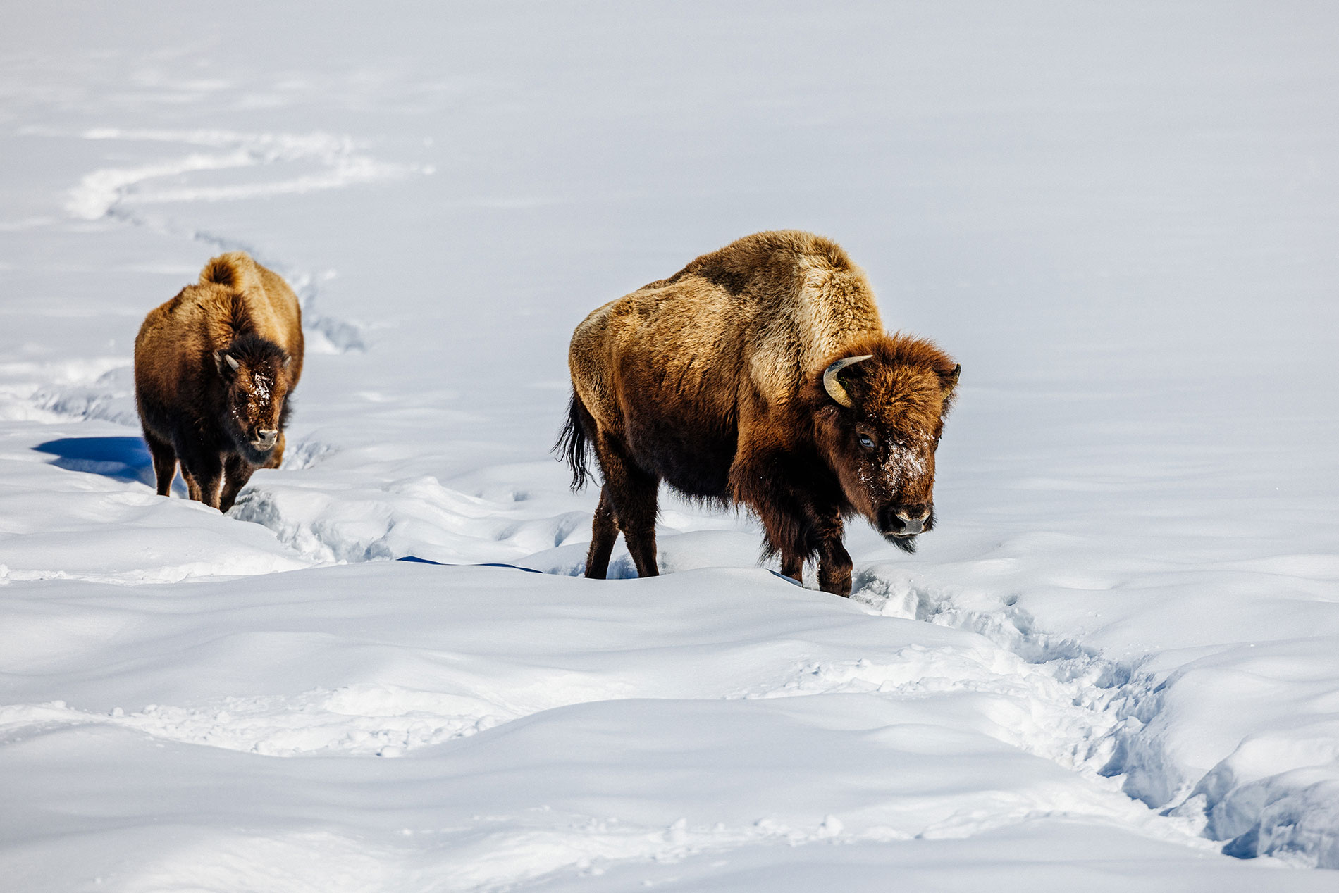 A group of bison traveling along paths in the snow