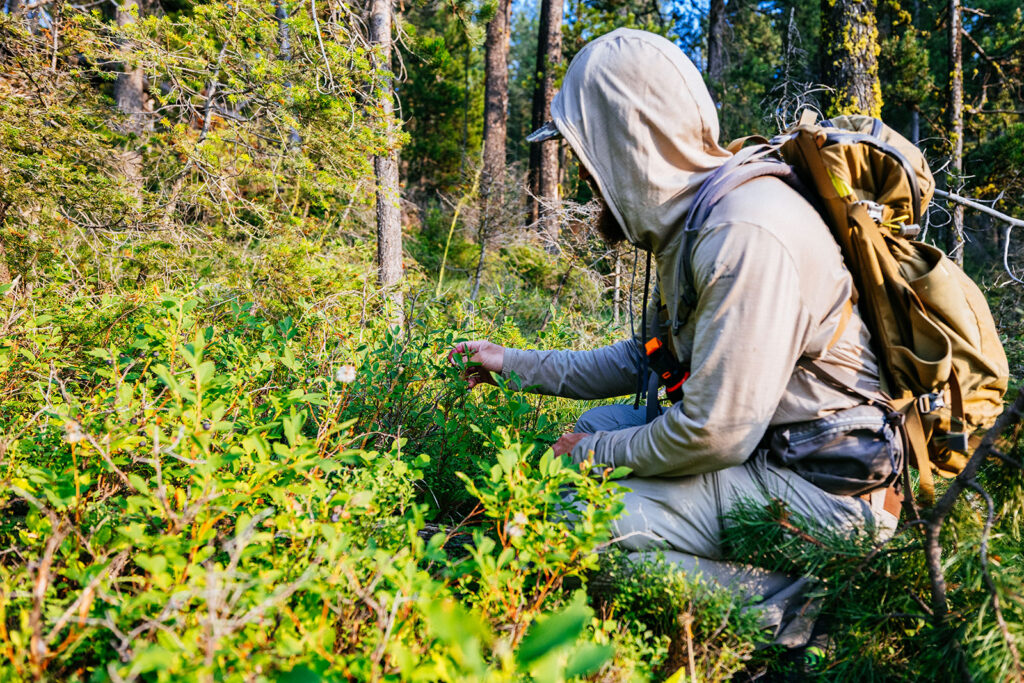 Huckleberry picking in Montana with bear spray carried within easy reach