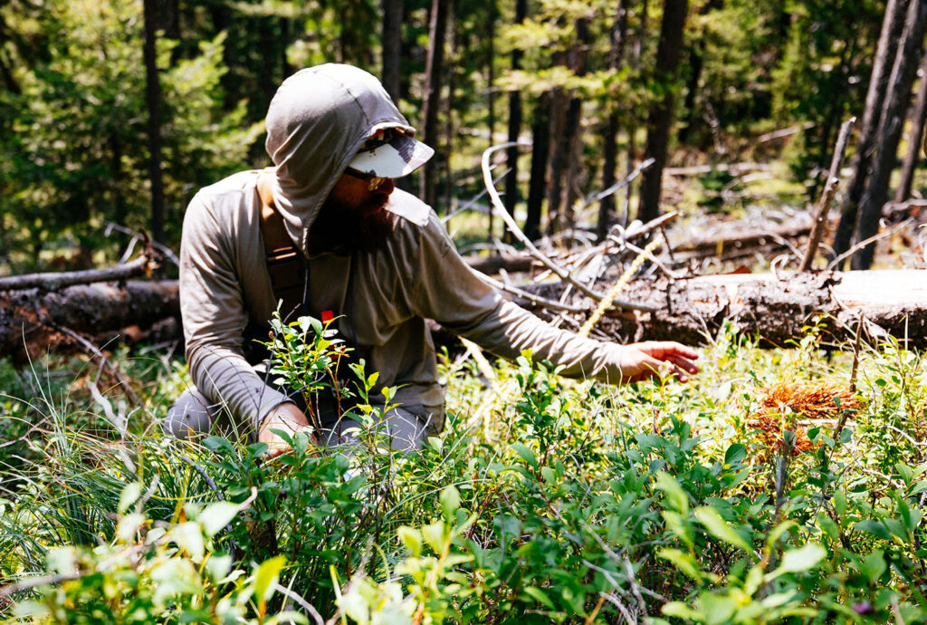 Picking wild huckleberries by hand in a forest in Montana
