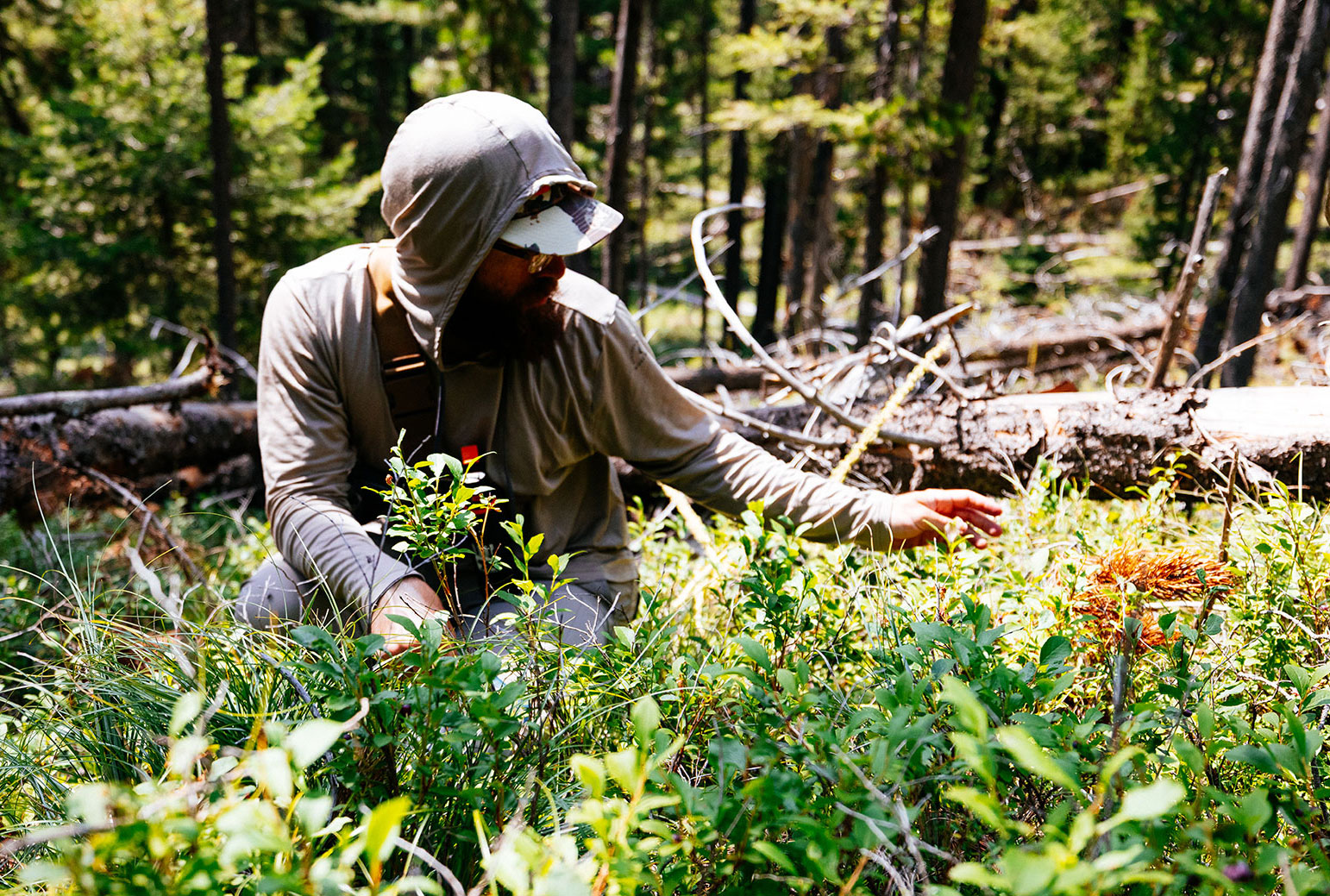 Picking wild huckleberries by hand in a forest in Montana