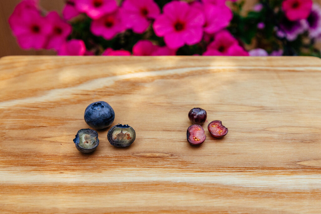 Wild huckleberry and blueberry cut open to show the difference between the berries