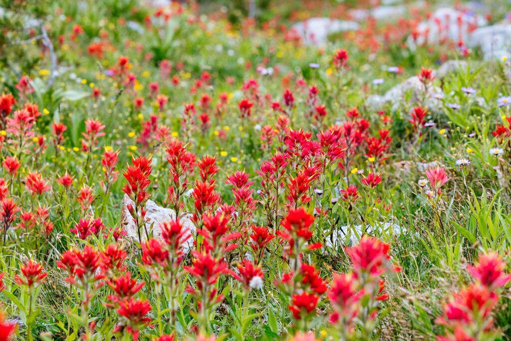 Crimson Indian paintbrush blooming across a Montana alpine meadow during mid summer.