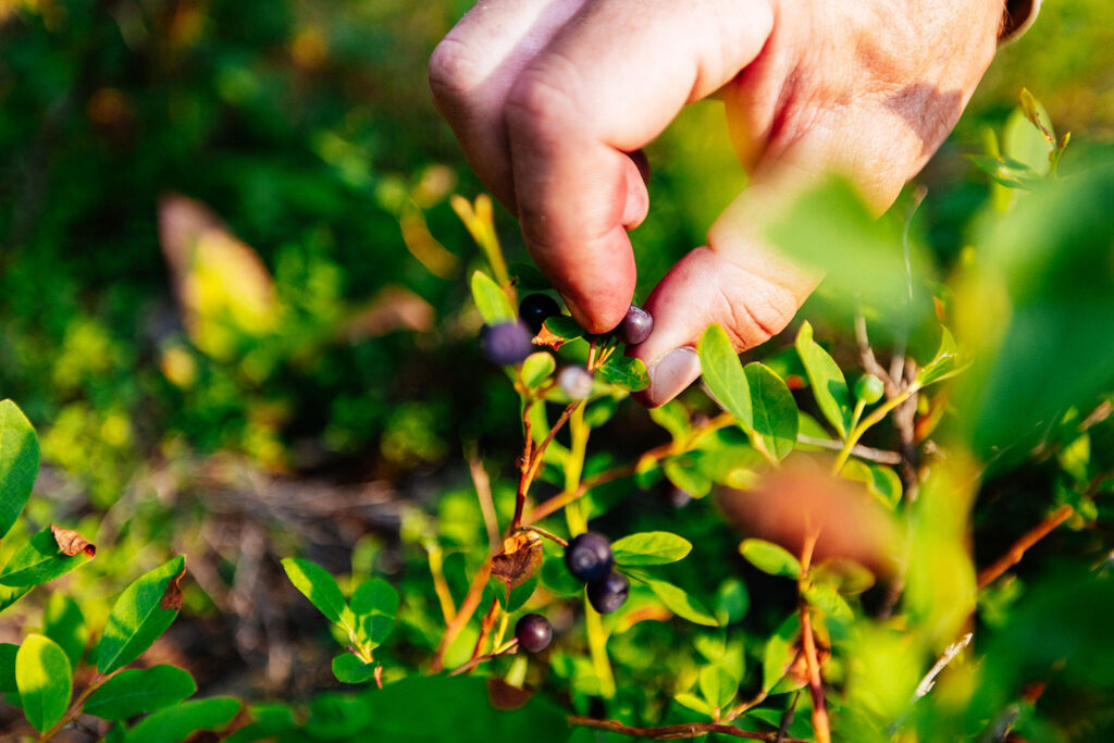 Hand picking ripe wild huckleberries from a bush