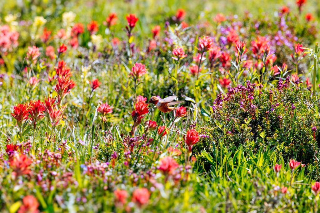 A male Rufous Hummingbird feeding on crimson Indian paintbrush in a Montana alpine meadow during a backpacking trip.
