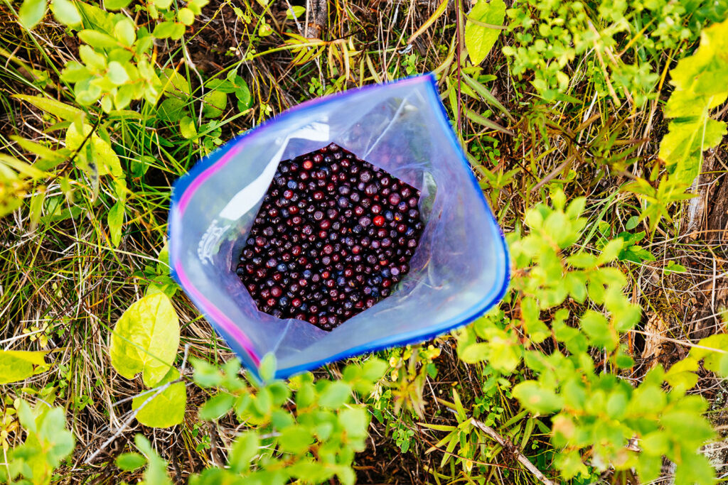 Freshly picked wild huckleberries collected during huckleberry season in Montana