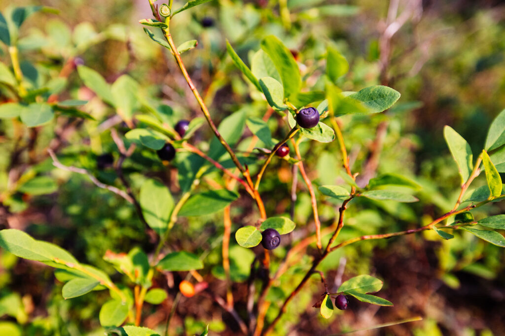 Ripe wild huckleberries growing on a bush in Montana