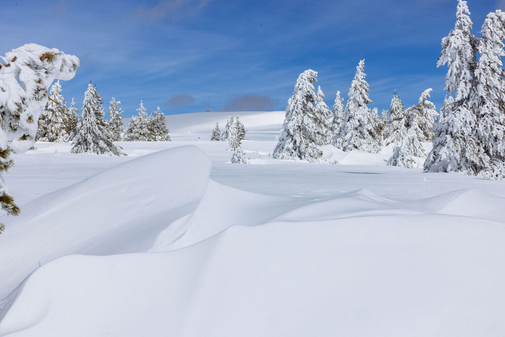 Wind-sculpted snow drifts and rime-covered trees in a quiet Montana winter landscape